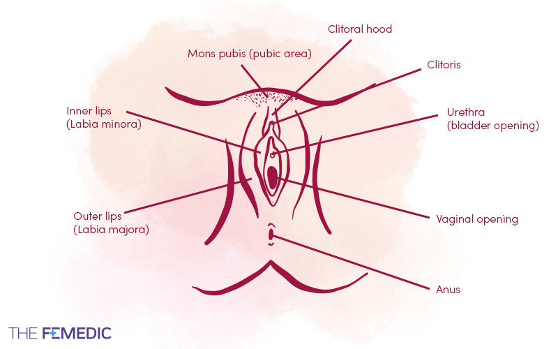What does a vagina look like? Anatomy explained - The Femedic  How to clean the vagina after sex External vaginal anatomy clitoral hood