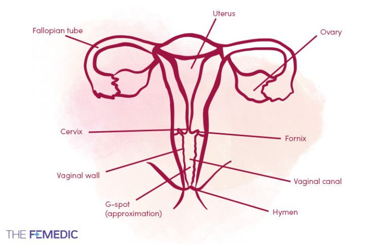 What does a vagina look like? Anatomy explained - The Femedic